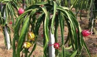 火龙果种植技术 火龙果怎么种植